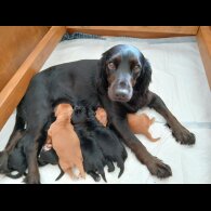 Cocker Spaniel (Working &amp; Show) - Both