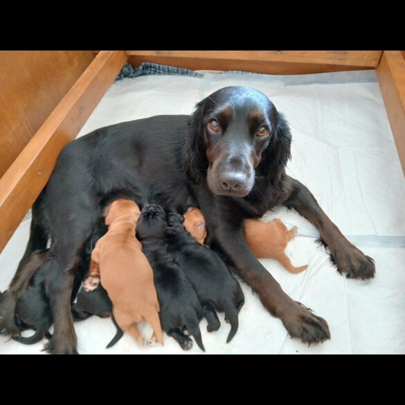 Cocker Spaniel (Working &amp; Show) - Both