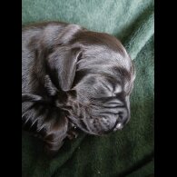 Cocker Spaniel (Working &amp; Show) - Both