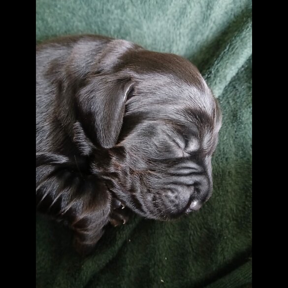 Cocker Spaniel (Working &amp; Show) - Both
