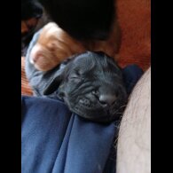 Cocker Spaniel (Working &amp; Show) - Both