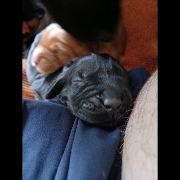 Cocker Spaniel (Working &amp; Show) - Both