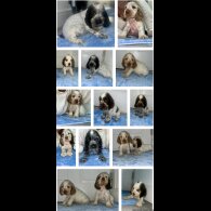 Cocker Spaniel (Working &amp; Show) - Both
