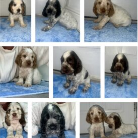 Cocker Spaniel (Working &amp; Show) - Both