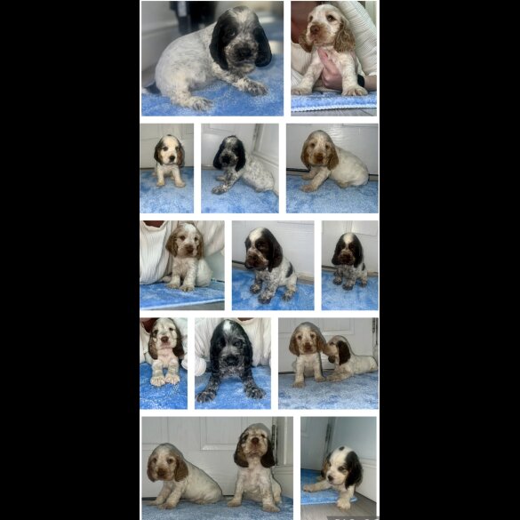 Cocker Spaniel (Working &amp; Show) - Both