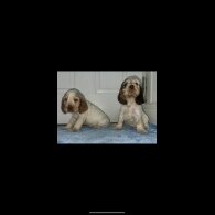 Cocker Spaniel (Working &amp; Show) - Both