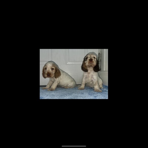 Cocker Spaniel (Working &amp; Show) - Both
