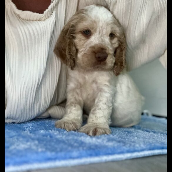 Cocker Spaniel (Working &amp; Show) - Both