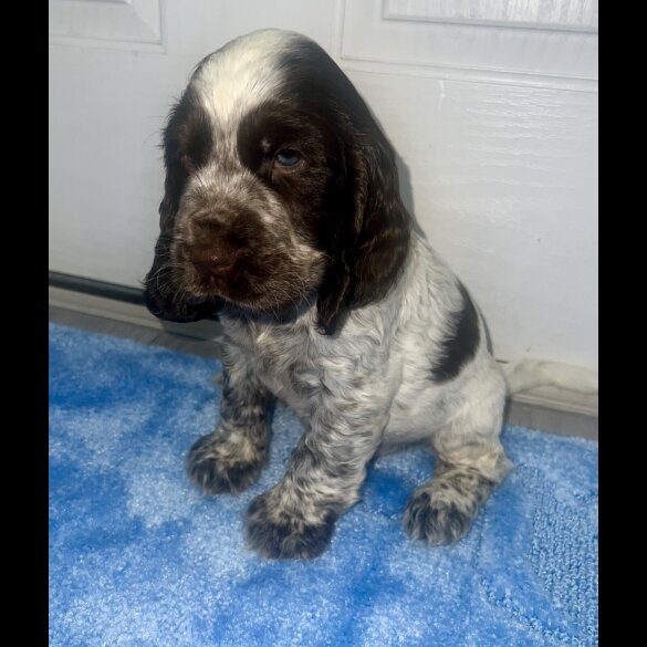 Cocker Spaniel (Working &amp; Show) - Both