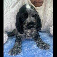 Cocker Spaniel (Working &amp; Show) - Both