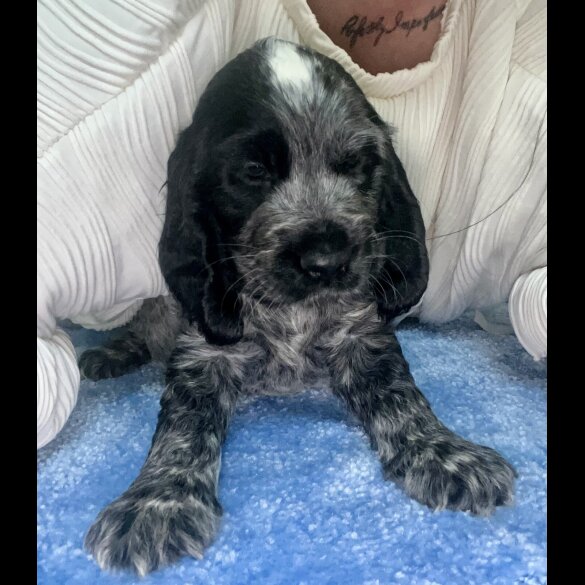 Cocker Spaniel (Working &amp; Show) - Both