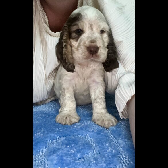 Cocker Spaniel (Working &amp; Show) - Both