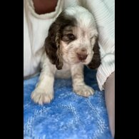 Cocker Spaniel (Working &amp; Show) - Both