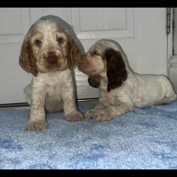 Cocker Spaniel (Working &amp; Show) - Both