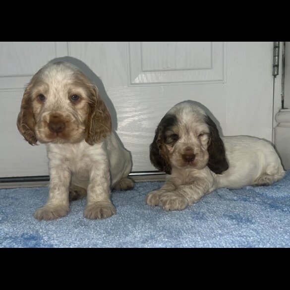 Cocker Spaniel (Working &amp; Show) - Both