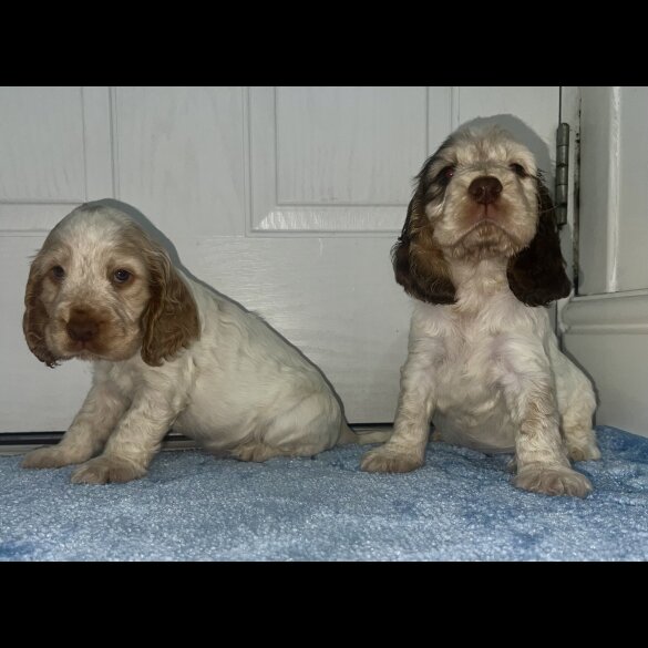 Cocker Spaniel (Working &amp; Show) - Both