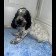 Cocker Spaniel (Working &amp; Show) - Both