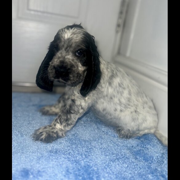 Cocker Spaniel (Working &amp; Show) - Both