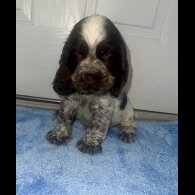 Cocker Spaniel (Working &amp; Show) - Both