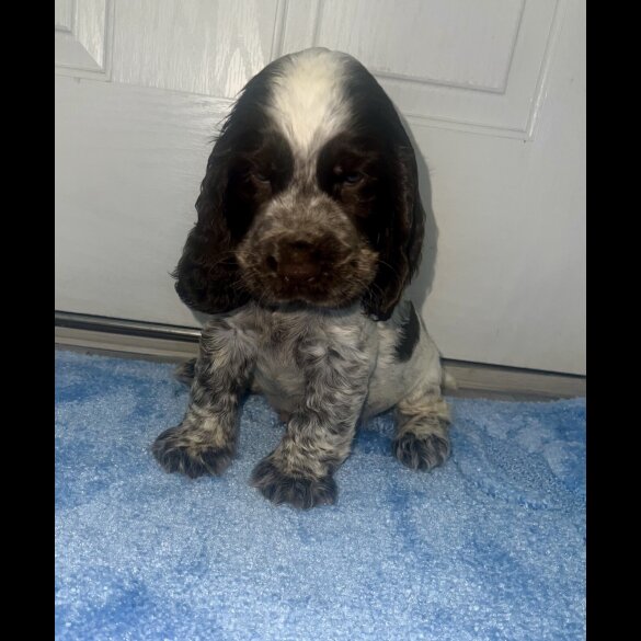 Cocker Spaniel (Working &amp; Show) - Both