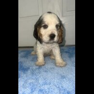 Cocker Spaniel (Working &amp; Show) - Both