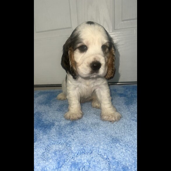Cocker Spaniel (Working &amp; Show) - Both