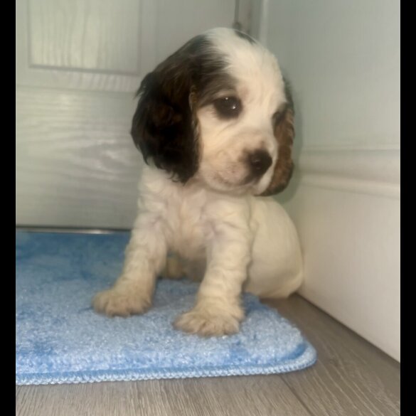 Cocker Spaniel (Working &amp; Show) - Both