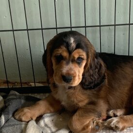 Cocker Spaniel (Working &amp; Show) - Both
