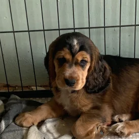 Cocker Spaniel (Working &amp; Show) - Both