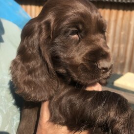 Cocker Spaniel (Working &amp; Show) - Both