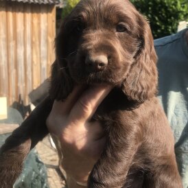Cocker Spaniel (Working &amp; Show) - Both