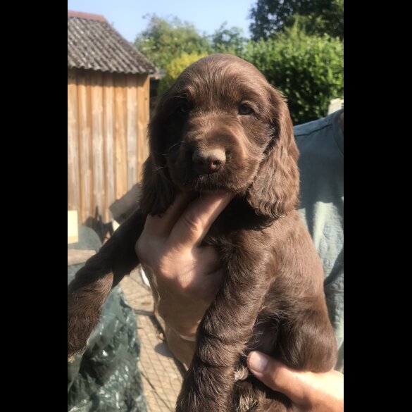 Cocker Spaniel (Working &amp; Show) - Both
