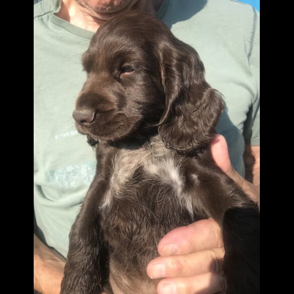 Cocker Spaniel (Working &amp; Show) - Both
