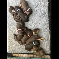 Cocker Spaniel (Working &amp; Show) - Both