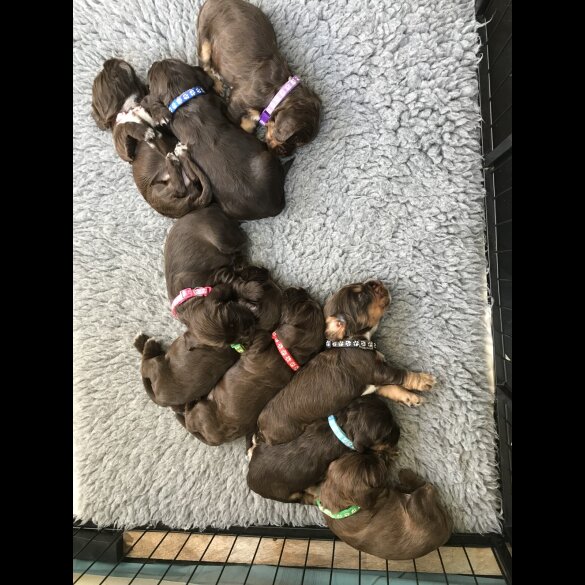 Cocker Spaniel (Working &amp; Show) - Both