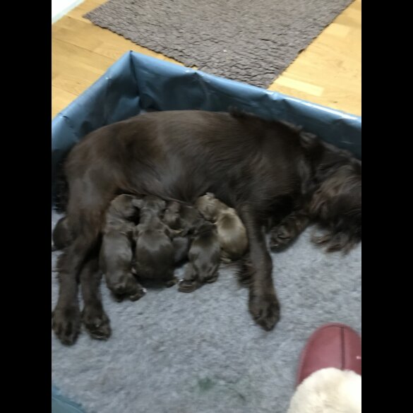 Cocker Spaniel (Working &amp; Show) - Both