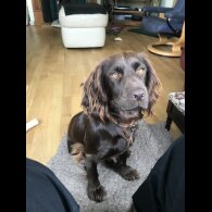 Cocker Spaniel (Working &amp; Show) - Both