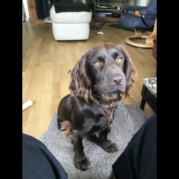 Cocker Spaniel (Working &amp; Show) - Both