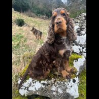 Cocker Spaniel (Working &amp; Show) - Both