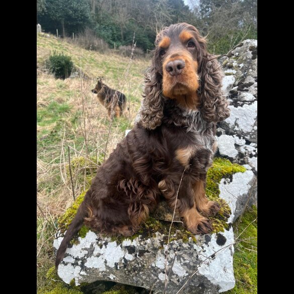 Cocker Spaniel (Working &amp; Show) - Both
