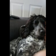 Cocker Spaniel (Working &amp; Show) - Both