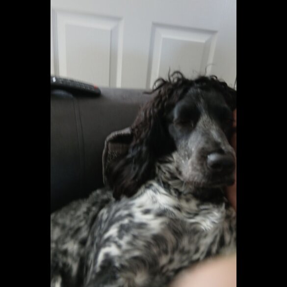 Cocker Spaniel (Working &amp; Show) - Both