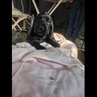 Cocker Spaniel (Working &amp; Show) - Both