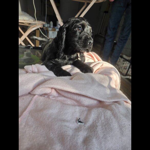 Cocker Spaniel (Working &amp; Show) - Both