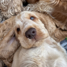 Cocker Spaniel (Working &amp; Show) - Both