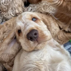 Cocker Spaniel (Working &amp; Show) - Both