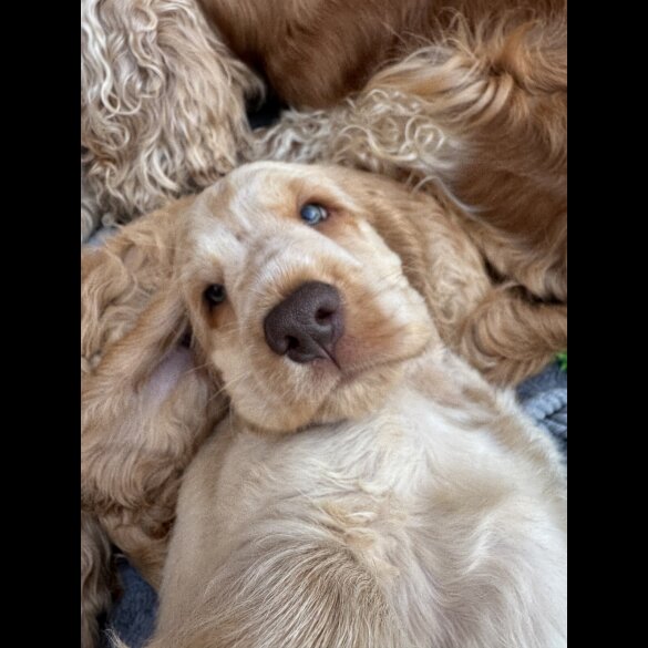 Cocker Spaniel (Working &amp; Show) - Both