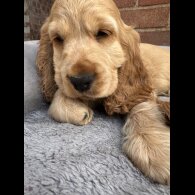 Cocker Spaniel (Working &amp; Show) - Both