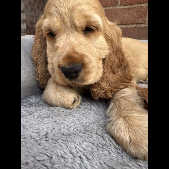 Cocker Spaniel (Working &amp; Show) - Both