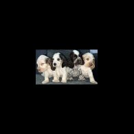 Cocker Spaniel (Working &amp; Show) - Both